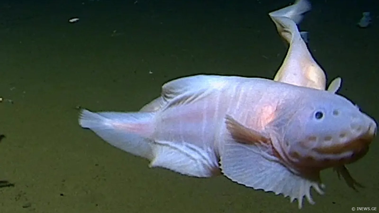 მეცნიერებმა ზღვაში ყველაზე ღრმად ბინადარი თევზი დააფიქსირეს - ახალი რეკორდი