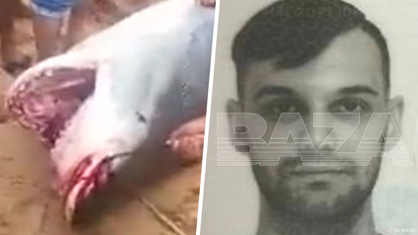 "მისკენ გავცურე, მაგრამ უკვე გვიანი იყო" - რას ამბობს ზვიგენის მიერ შეჭმული რუსი ტურისტის მამა