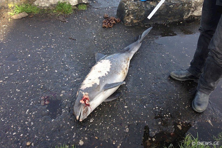 "კატასტროფა ორი კვირის წინ მოხდა" - რატომ გამოირიყა სოხუმში ზღვის ღორები?