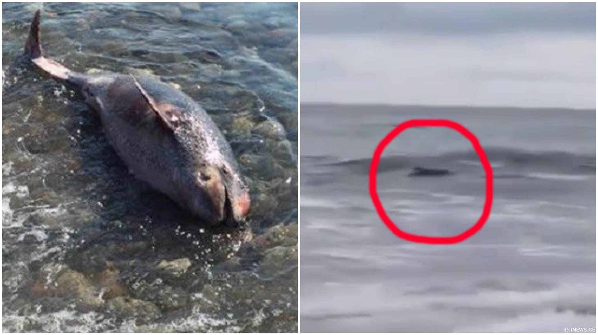 გონიოში, შავმა ზღვამ მკვდარი დელფინი გამორიყა - რამ გამოიწვია ეს ფაქტი?