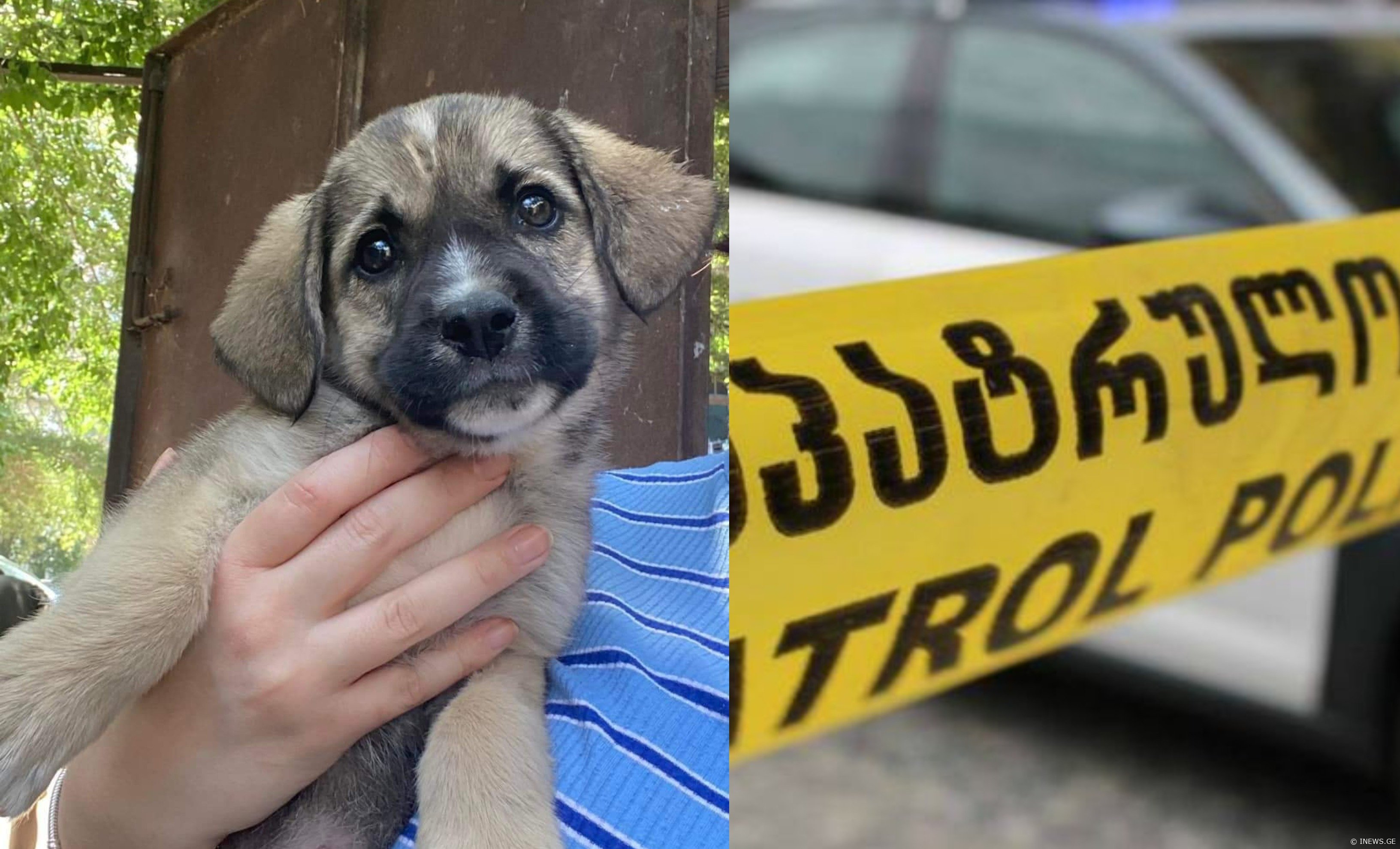 რუსთაველი მანიაკი, სავარაუდოდ, ლეკვზე სექსუალურად ძალადობდა, გაავრცელეთ - რა ინფორმაცია ვრცელდება