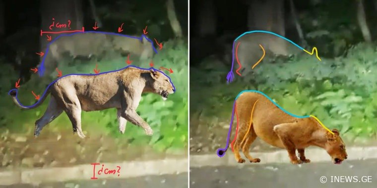 ლომი, რომელსაც ბერლინის გარეუბანში ეძებდნენ, გარეული ღორი აღმოჩნდა - ახალი ინფორმაცია