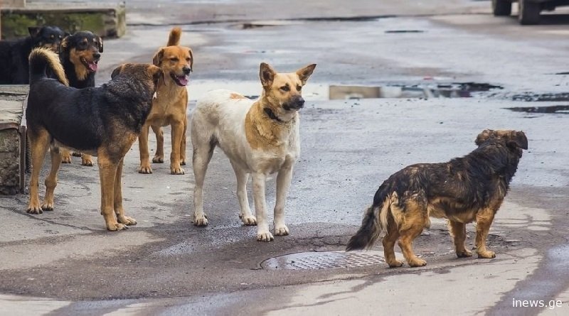 რუსეთის ოლქ ბურიატიაში მიიღეს კანონი, რომელის მიხედვითაც ნებადართულია მაწანწალა ცხოველების დახოცვა