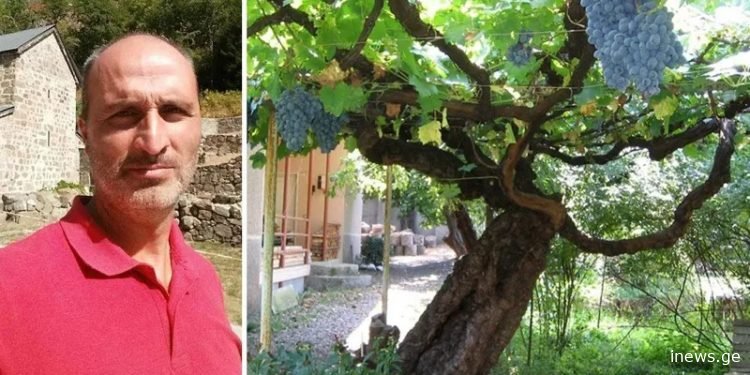 “უცხოეთიდან არაერთი მეცნიერი ჩამოსულა მის სანახავად, ვერავინ დაადგინა რა ჯიშია”, - უნიკალური მოვლენა საქართველოში
