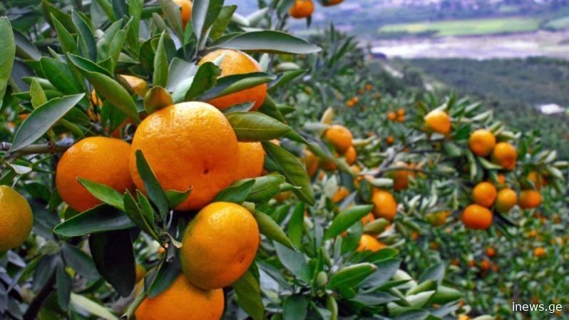 6 საკვები, რომელიც ზაფხულის სიცხეში თქვენს ორგანიზმს წყალზე მეტად დაატენიანებს