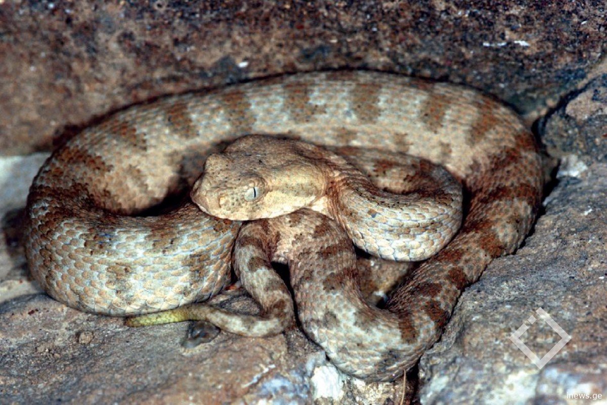 სოფელ ჩაისუბანში ტურისტი გველის ნაკბენის შედეგად გარდაიცვალა