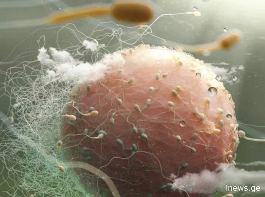 მეცნიერების აღმოჩენამ კარდინალურად შეცვალა ქალის დაორსულების ცნობილი ჰიპოთეზა