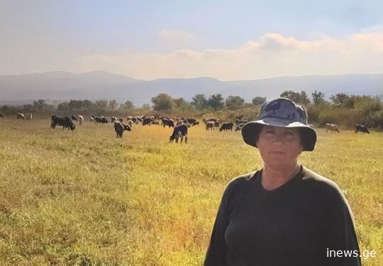 “70 ძროხას ვწველი და რძეს ვაბარებ, 70 ქათამი მყავს, ვამუშავებ მიწას…” – გაიცანით 63 წლის თიანეთელი ქალი, რომელიც უზარმაზარ მეურნეობას უძღვება