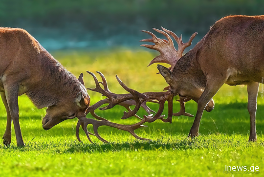 სხვა ქალი მოჩხუბარი ირმების რქებს შუა გაიჭედა