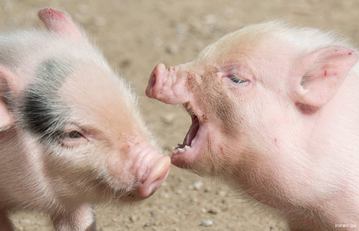 ევროპელი ფერმერები ხელოვნური ინტელექტის დახმარებით ღორების ღრუტუნის შინაარს გაიგებენ