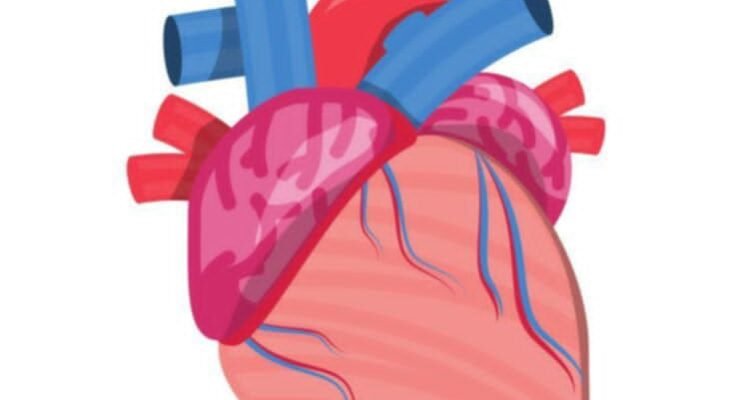 გაიგეთ რომელი ხუთი პროდუქტი დაგეხმარებათ არტერიული წნევის დასტაბილურებაში.