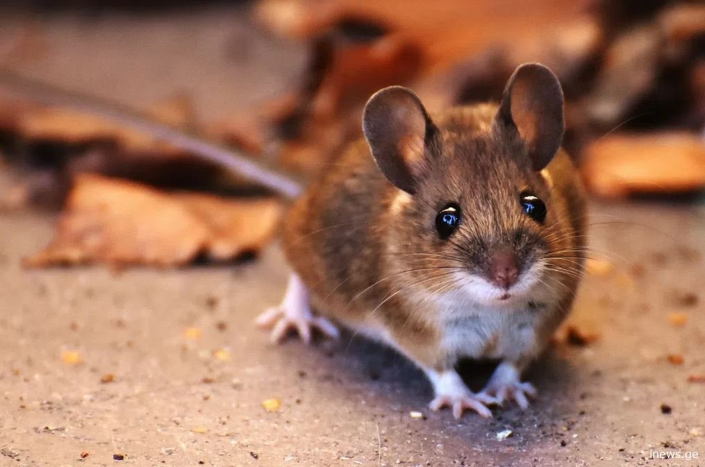 დედის გარეშე, ორი მამისგან შექმნილმა თაგვმა ზრდასრულ ასაკს მიაღწია — დიდი სამეცნიერო მიღწევა #1tvმეცნიერება