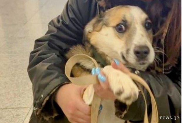 „თუ ამ წერილს კითხულობ, გთხოვ მიიტანე გულთან ჩვენი ამბავი და გადამარჩენინე ეს საოცარი ძაღლი“ - მიმართვა უცნობ მგზავრს