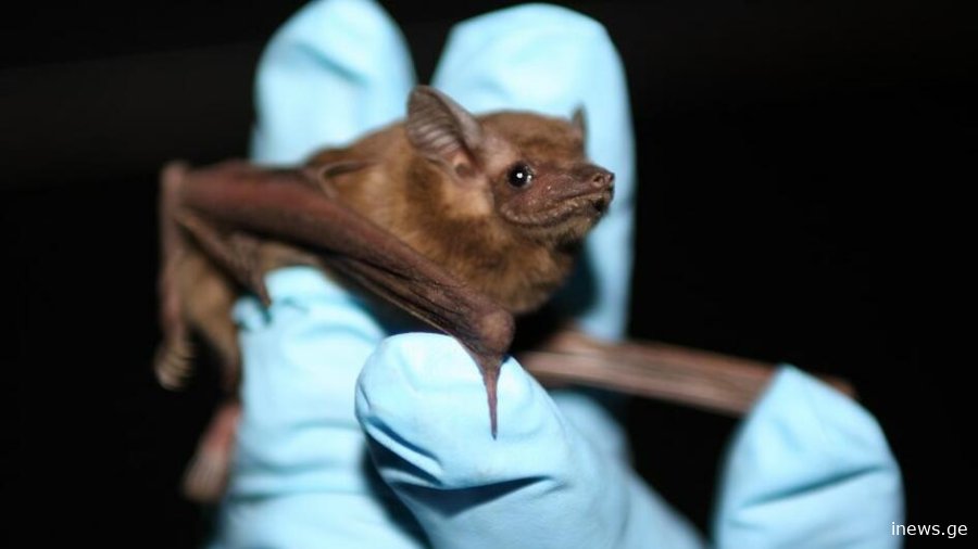 კონგოში უცნობი დაავადება ვრცელდება - ღამურასგან გადამდები ვირუსი ზოგჯერ საათებში კლავს