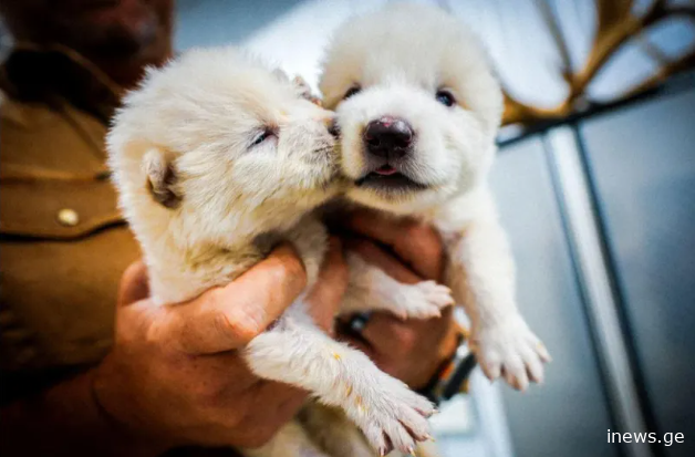 ისტორიაში პირველად, მეცნიერებმა 12 000 წლის წინ გადაშენებული სასტიკი მგლის სახეობა აღადგინეს