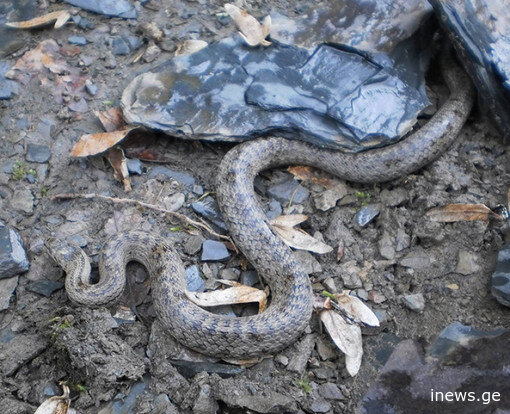 მომრავლდნენ თუ არა გველები დედაქალაქში და როგორ უნდა დავიცვათ თავი