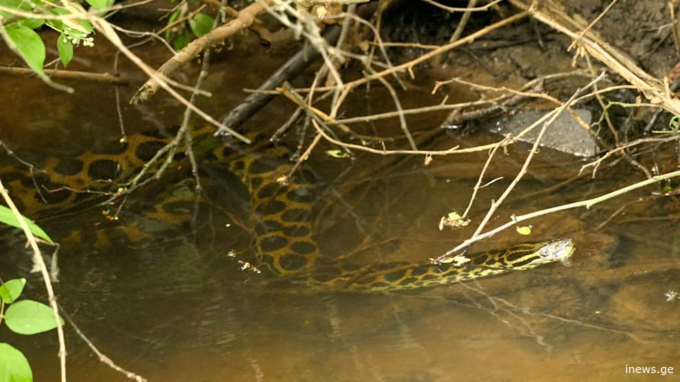 გერმანიაში ნაკადულში 2.5 მეტრის სიგრძის ანაკონდა დაიჭირეს