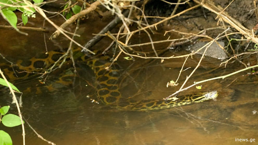 გერმანიაში ნაკადულში 2.5 მეტრის სიგრძის ანაკონდა დაიჭირეს